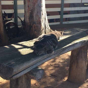 Calmsley Hill City Farm - Zoos Near Me - Abbotsbury, NSW