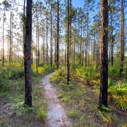 The Longleaf Pine Greenway Trail