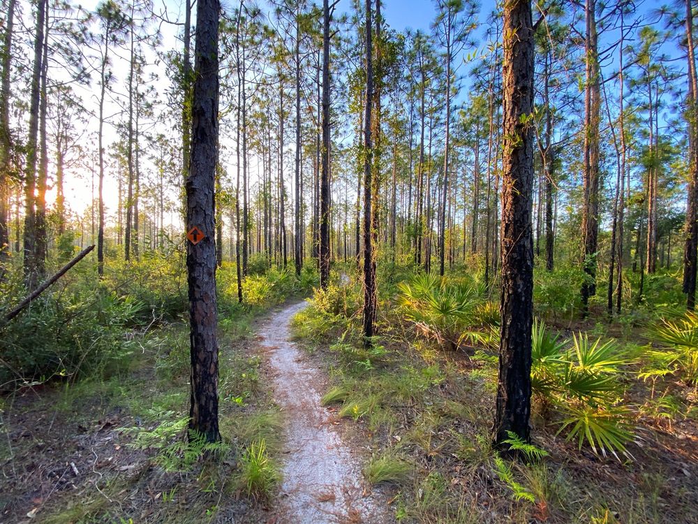 The Longleaf Pine Greenway Trail Image