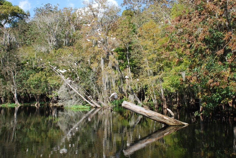 St. John's River Eco Rours Logo
