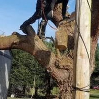 AA Tree Service - untitled - Tree Services Near Me - Kent, Washington AA Tree Service - untitled - Tree Services Near Me - Kent, Washington