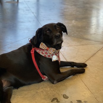 Golden Road Vineyards - Dogs even love visiting, Peanut has a blast! - Wineries Near Me - State Road, North Carolina Golden Road Vineyards - Dogs even love visiting, Peanut has a blast! - Wineries Near Me - State Road, North Carolina
