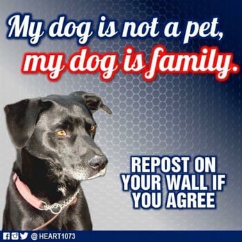 Debbie's Wagging Tails Grooming & Boarding - How true how true - Pet Sitting Near Me - Jacksonville, Arkansas Debbie's Wagging Tails Grooming & Boarding - How true how true - Pet Sitting Near Me - Jacksonville, Arkansas