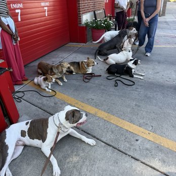Chicago Canine Academy - Pet Training Near Me - Chicago, Illinois