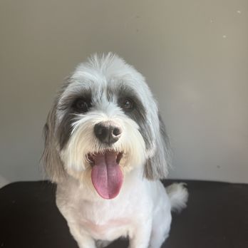 Pup N Fluf - Pet Groomers Near Me