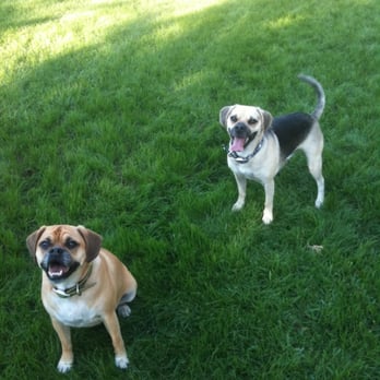 Meadows Dog Park - My two boys - Dog Parks Near Me - Dallas, Texas Meadows Dog Park - My two boys - Dog Parks Near Me - Dallas, Texas