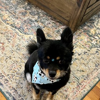 Easy Mobile Grooming - Shula looking beautiful after her grooming! - Pet Groomers Near Me Easy Mobile Grooming - Shula looking beautiful after her grooming! - Pet Groomers Near Me