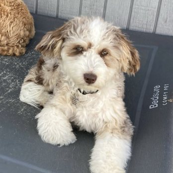 Down To Earth Dogs - Pet Training Near Me Down To Earth Dogs - Pet Training Near Me