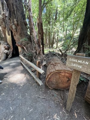 Muir Woods National Monument by null