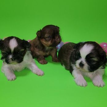 Buy shih tzu breeders in dfw Hot Sale