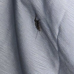 Quality Inn Near High Point University - centipede on the bedding