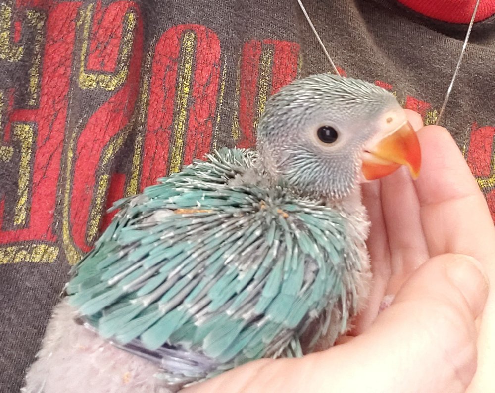 FOSTER’S EXOTIC PET CENTER Updated October 2024 11 Photos & 25