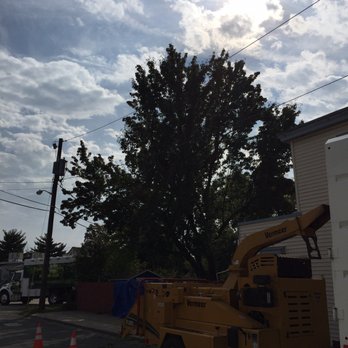 Haddon Tree - Tree Services Near Me - Haddon Heights, New Jersey