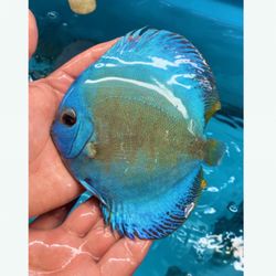 Myrtle Beach Discus - This is their blue scorpion photo on the website