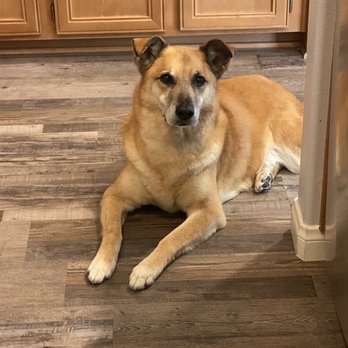 Jenns Tail Wagging Pet Care - Pet Sitting Near Me Jenns Tail Wagging Pet Care - Pet Sitting Near Me