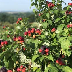 Rittman Orchard