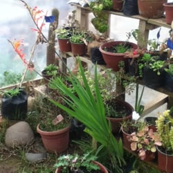 Rusticana Vivero - Maravillosa esa planta!!
