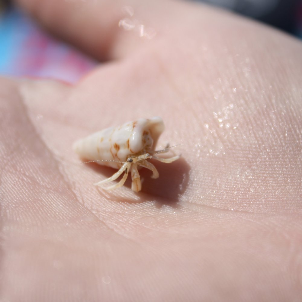 Longboat Key Beaches - Hermit crab. - Beaches Near Me