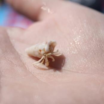 Longboat Key Beaches - Hermit crab. - Beaches Near Me