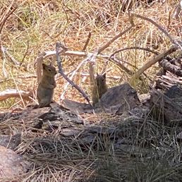 Chipmunks