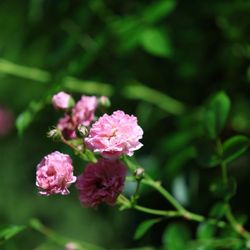 New Jersey Botanical Garden