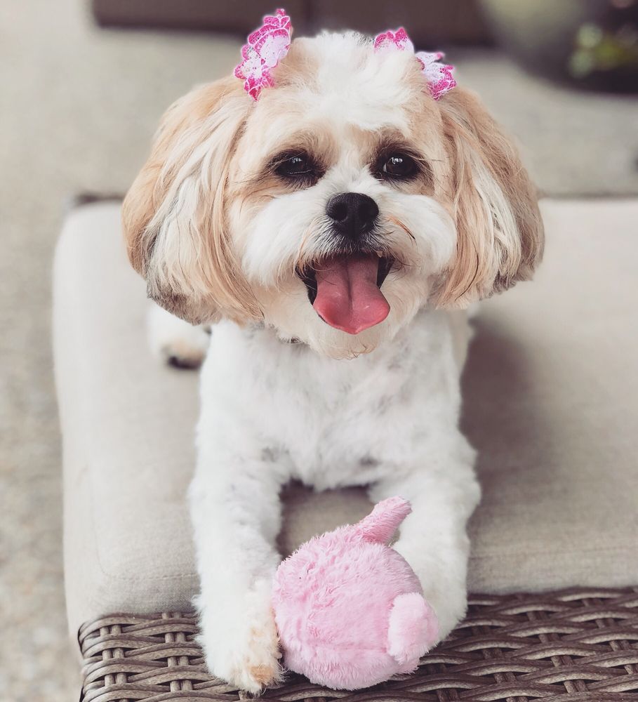 THE PAMPERED POOCH PET SPA & RESORT 251 Photos & 44 Reviews Pet