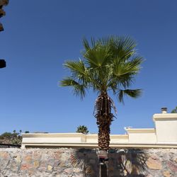 Danny G Yard Care and Tree Care - Palm tree