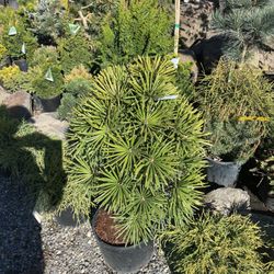 Yellow Rose Nursery - A cool tree I'd never seen before but was on display at Yellow Rose