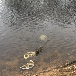 Heritage Park - Underwater trash and a duck