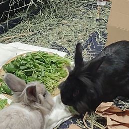 Nomi and Sunshine enjoying fresh organic veggies ! Nomi and Sunshine enjoying fresh organic veggies !