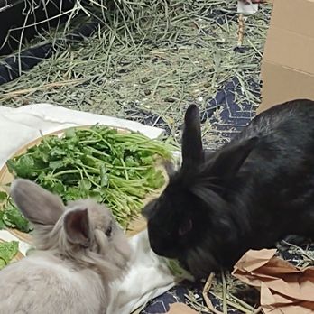 Bunny World Foundation - Nomi and Sunshine enjoying fresh organic veggies ! - Community Service/Non-Profit Near Me - Los Angeles, California Bunny World Foundation - Nomi and Sunshine enjoying fresh organic veggies ! - Community Service/Non-Profit Near Me - Los Angeles, California