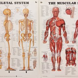 Total Wellness Center - To better help understand the body.