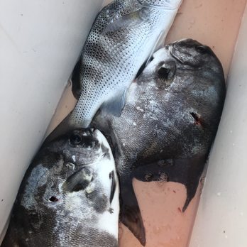 Spearfishing Baja - Tours Near Me - Cabo San Lucas, BCS