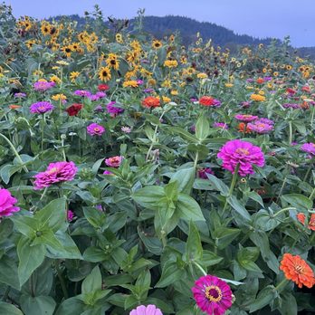 Bob's Corn & Pumpkin Farm - Flower field - Pumpkin Patches Near Me - Snohomish, Washington