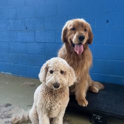 The Dog Palace - Inside doggy daycare room
