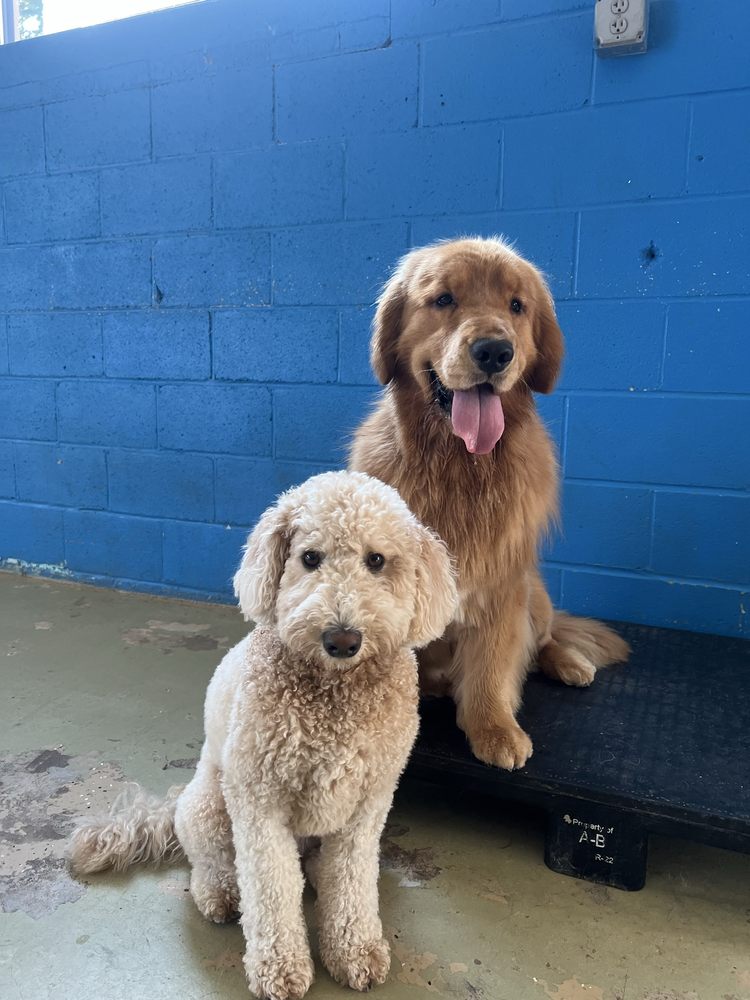 The Dog Palace - pet boarding facility in Southington, CT