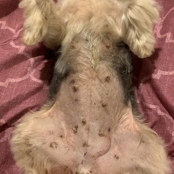 G G Grooming - Pet Groomers Near Me - Garden Grove, California