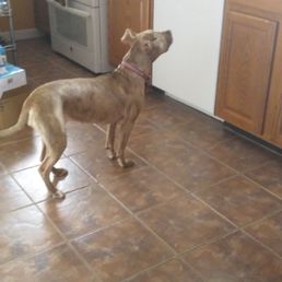 Honey waiting patiently for her meal an hour before her dinner time. Honey waiting patiently for her meal an hour before her dinner time.