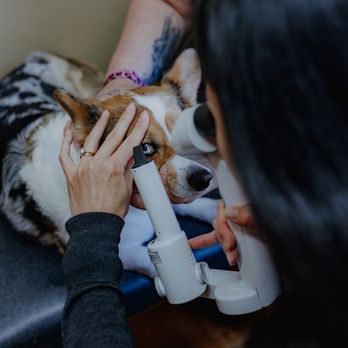 Ophthalmology For Animals - Veterinarians Near Me - Aptos, California Ophthalmology For Animals - Veterinarians Near Me - Aptos, California