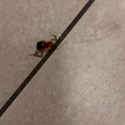 The nasty red cockroach on the bathroom of my room at the HIE. The nasty red cockroach on the bathroom of my room at the HIE.