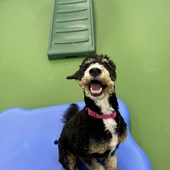 Dogtopia of Dedham - Pet Boarding Near Me - Dedham, Massachusetts Dogtopia of Dedham - Pet Boarding Near Me - Dedham, Massachusetts