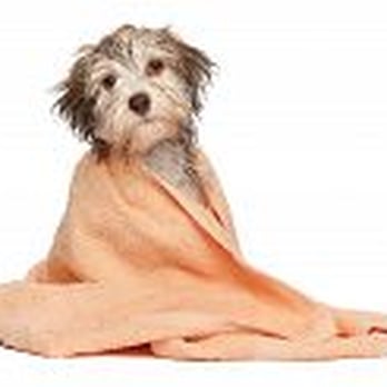 Pampered Pets Pro Grooming - Pet Sitting Near Me - Pocatello, Idaho Pampered Pets Pro Grooming - Pet Sitting Near Me - Pocatello, Idaho