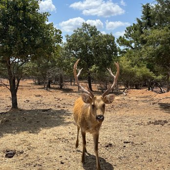 Rocky Ridge Drive Through Safari - Zoos Near Me - Eustace, Texas