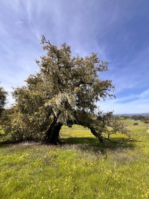 Taylor Mountain Regional Park by null