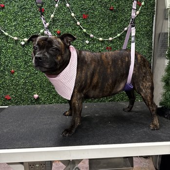Shelbs' Dog Spa - Kelli the Staffordshire Bull Terrier - Pet Groomers Near Me - Columbus, Indiana