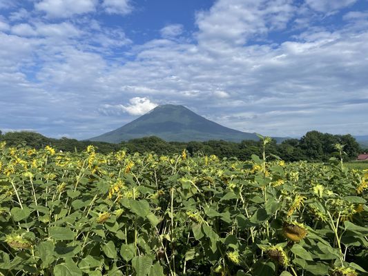 Niseko Takahashi Dairy Farm MILK KOBO by null