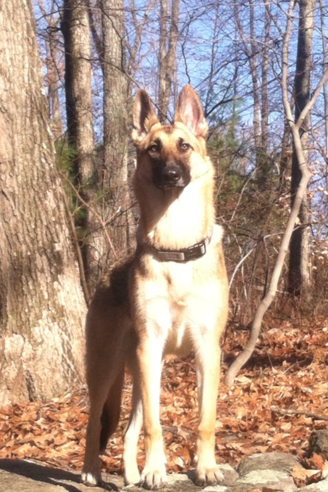 Lovable Lounge - pet boarding facility in Northbridge, MA