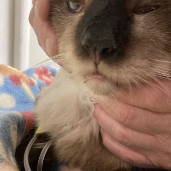 Pets First Animal Clinic - Veterinarians Near Me - Boise, Idaho Pets First Animal Clinic - Veterinarians Near Me - Boise, Idaho