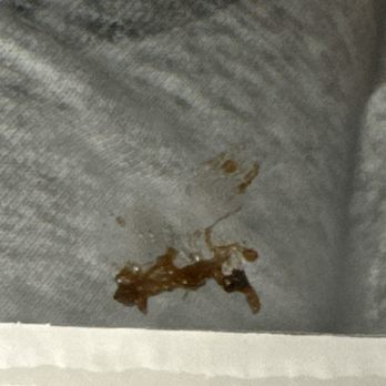 Buffalo Wild Wings - Oh and then a chunk of hair in the food this is absolutely crazy. Highly recommend not eating here. - American Near Me - Greenville, South Carolina