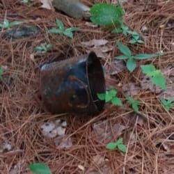 Angle Pond Grove - Rusted pail on our site.